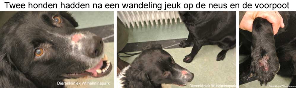 Opeens hadden deze twee honden jeuk en een rode plek gekregen